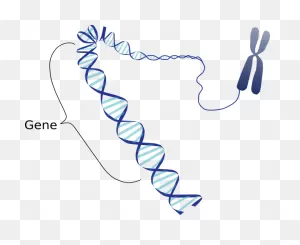 What Is Meant When It Is Stated That A Particular Gene Is Linked ClipartFlare.com 