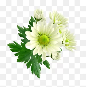 Chrysanthemum Png Images Transparent Background | Png Play