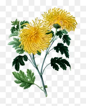 Chrysanthemum 2 - ClipartFlare