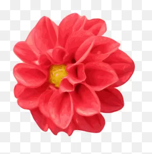 Chrysanthemum Clipart. Free Download Transparent .png | ClipartFlare