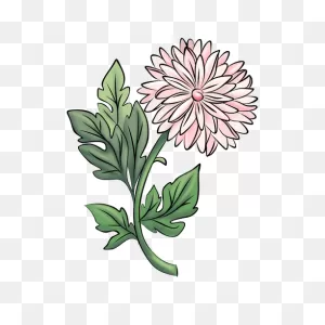 How To Draw Flowers: Chrysanthemum: Lesson