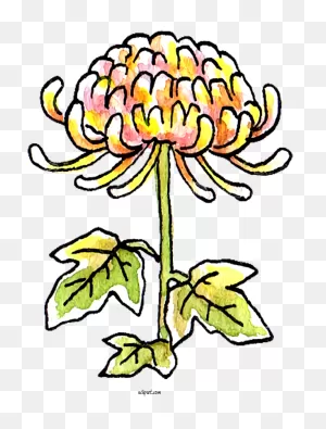 Nature Floral Design Chrysanthemum ×Grandiflorum Administrative ClipartFlare.com 