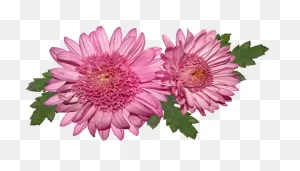 Transparent Chrysanthemum Png - Chrysantheme Png Clipart - Full ClipartFlare.com 