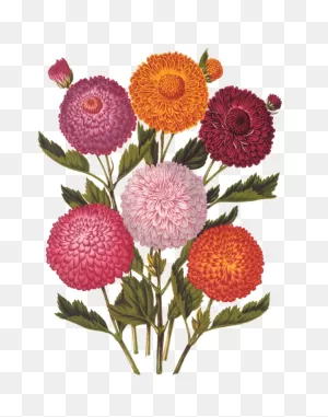 Vintage Botanical, Vintage Botanical Prints, Flower Drawing