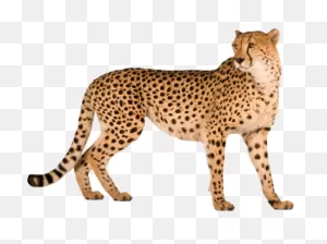 Cheetah Png 75210 - Web Icons Png