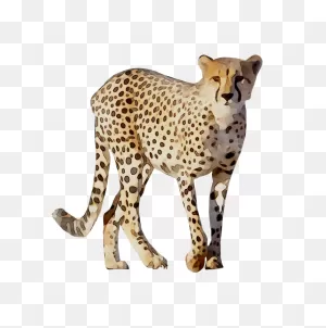 Cheetah Leopard Lion Animal Drawing - Png Download - 768*774 ClipartFlare.com 