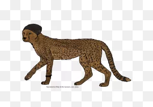 Cheetah Stock Photography - Cheetah Png Download - 1006*709 - Free ClipartFlare.com 