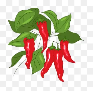 Chili Clipart. Free Download Transparent .png | ClipartFlare