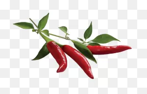 Chili Pepper Plant Pods, Hd Png Download - Chilli Pepper Clipart ClipartFlare.com 