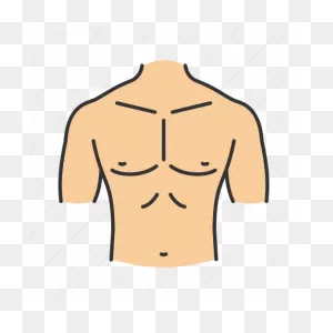 Abdomen, Body Part, Chest, Male, Neck, Shoulder, Torso Icon ClipartFlare.com 