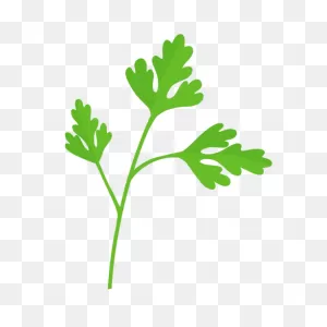 Avocado Cilantro - ClipartFlare