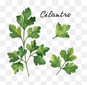 Cilantro Water Color