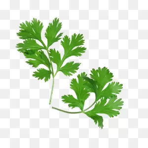 Cilantro | ClipartFlare