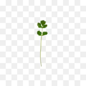 Cilantro