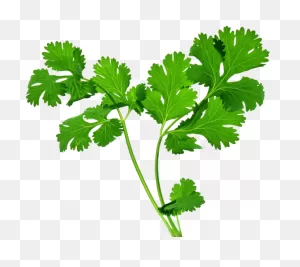Clip Art Free Library Coriander Pad Thai Chutney Herb - Celery ClipartFlare.com 
