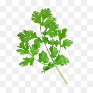 Coriander | Herbie Home | Reviews On Judge.me