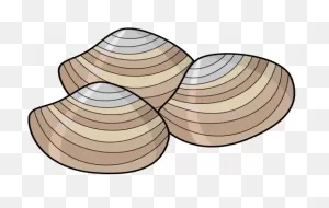 Clam - Digestive System: Evolution & Classification