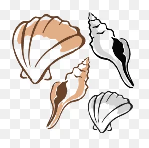 Clam Clipart - Clipart Shells | Full Size Png Download | ClipartFlare
