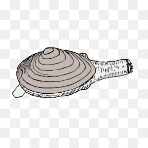 Clam Png, PNG-WebP Clip Art For Web - Download Clip Art, Png Icon Arts