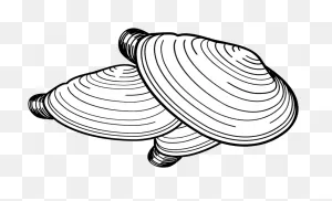 Collection Of Free Clam Drawing Bivalve Download On - Razor Clam ClipartFlare.com 