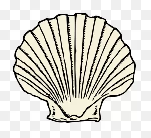 Scallop Clam Shell - Free Vector Graphic On ClipartFlare