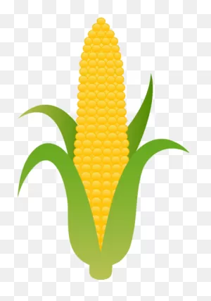 Large Husk Of Golden Corn | Clip Art, White Corn, Corn Drawing