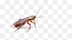 10  Free Cockroach & Insect Vectors