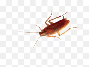 Cockroach | Insects | Zoëcon Professional Products