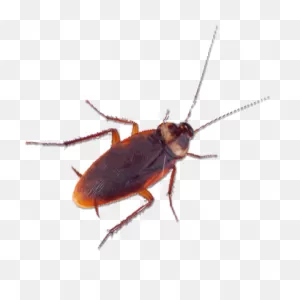 Cockroach | Free PNG-WebP