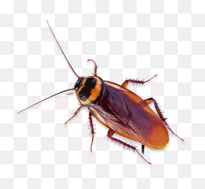 Cockroach Control | San Diego | San Diego Pest Management | San ClipartFlare.com 