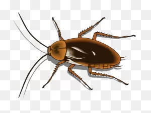 Cockroach Clipart Pest - Transparent Background Cockroach Clipart ClipartFlare.com 