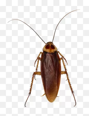 German Cockroach Pest Control And Exterminator In Las Vegas - Pest ClipartFlare.com 