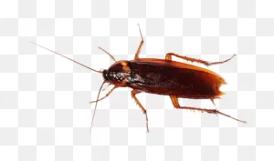 How To Get Rid Of Cockroaches In Las Vegas - Newmans Pest Control