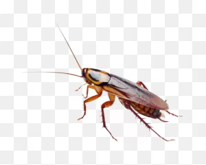 Pest Alert | Cockroaches - No. 1 In Eradication - German Cockroaches