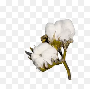 Cotton Plant Png Image | Cotton Plant, Textile Museum, Cotton