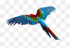 Colorful Flying Birds Png Clipart - Full Size Clipart (#5338222 ClipartFlare.com 