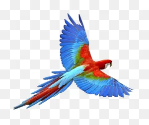 Colorful Flying Birds Png - Parrot Png Clipart - Large Size Png ClipartFlare.com 
