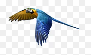 Free Photo Fly Flight Colorful Isolated Parrot - Flying Bird ClipartFlare.com 