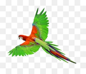Parrot In Flight Png Clipart | Flying Bird Drawing, Parrot Image ClipartFlare.com 