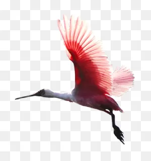 Png - Colorful Birds Flying Png - (413X439) Png Clipart Download
