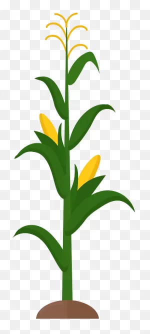 Corn Stalk Clipart. Free Download Transparent .png | ClipartFlare