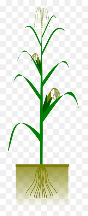 Download Pin Corn Stalk Clipart - Maize Plant Png Png Image With ClipartFlare.com 