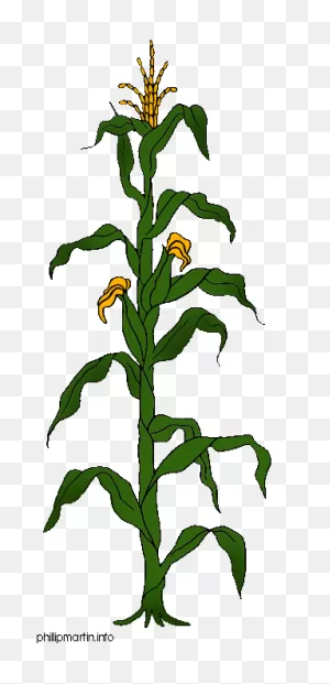 Free Corn Plant Cliparts, Download Free Corn Plant Cliparts Png ClipartFlare.com 