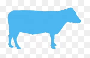 Transparent Cow Head Clip Art - Cattle - Png Download - Full Size ClipartFlare.com 