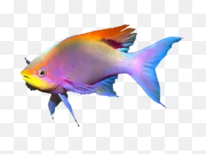 Coral Reef Fish - Fish Png Download - 980*735 - Free Transparent ClipartFlare.com 