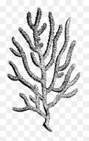 Coral Invertebrate Marine - Free Vector Graphic On ClipartFlare