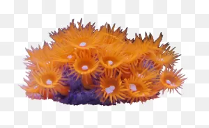 Sun Coral - Sunflower Clipart - Large Size Png Image - ClipartFlare