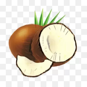 Best Fresh Coconut Clipart Coconut Png Clipart Unlimited Free Download