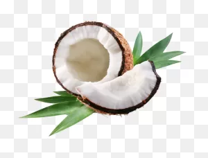 Clip Art Royalty Free Why We Break Coconuts - Coconut Oil: Teach ClipartFlare.com 