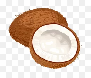 Coconut Clipart - Clipart Suggest